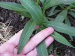 this is my finger so you can see the size of the leaf