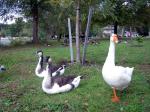 Hybrid Geese