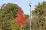 On our walk we found some color....