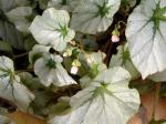 begonia rex