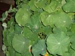 Nasturtium leaf puddle