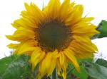 sunflower 'titan' 