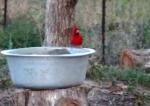 cardinal in front yard