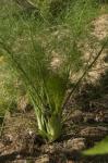 Fennel from cut root stock