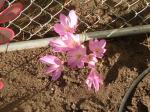 Lovely fall crocus