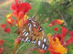 Gulf Fritillary on Pride of Barbados