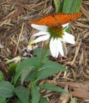 Gulf Fritillary