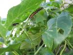 Gulf Fritillary Caterpillars