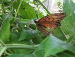 Lizard eating Gulf Fritillary