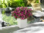 Best Seller Outdoor Planter