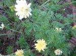 White Marigolds