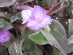 Fuzzy Wandering Jew