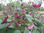 Hyacinth Beans