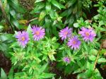 late blooming aster
