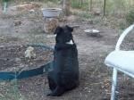 Chance guarding the bird's water tub 