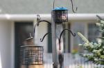 Hairy  Woodpecker