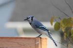 Blue Jay