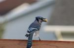 Blue Jay