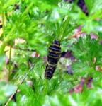 Eastern Black Swallowtail Caterpillar