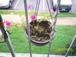 Mt Petunias still alive