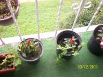 The Ornimential peppers