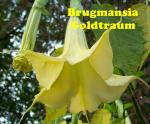 Goldtraum