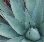 Close up of Agave leaves
