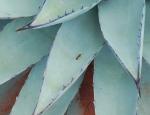 Ants like agave also