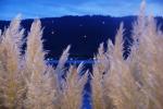 Seattle Sunset with Pampas Grass