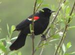 Male Red-winged Blackbird.