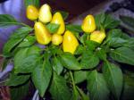 Ornamental Pepper