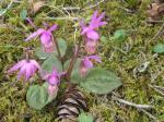 Calypso Orchid.