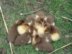 Cute little baby ducklings
