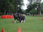 Shire horses