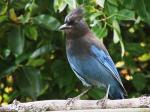 Steller's Jay