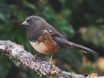 Spotted Towhee, female.