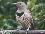 Northern Flicker, female.