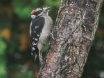 Downey Woodpecker, male