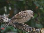 Golden crowned sparrow.