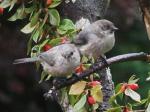 Bushtits, male and female on right.