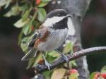 Chestnut backed Chickadee.