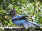 Stellers Jay.