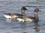 Brant Geese