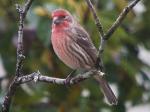 House finch, male.