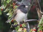 Dark-eyed Junco