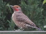 Male, Northern Flicker