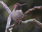 Male,. Anna's Hummingbird