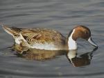 Northern Pintail