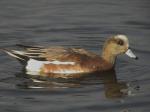 American Wigeon.