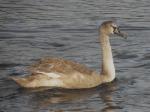 Cygnet, Mute Swan.